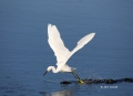 Egret;Flight;Snowy-Egret;Egretta-thula;One;one-animal;avifauna;bird;birds;feathe